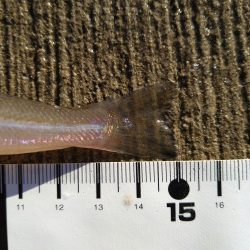 最初だけは好調